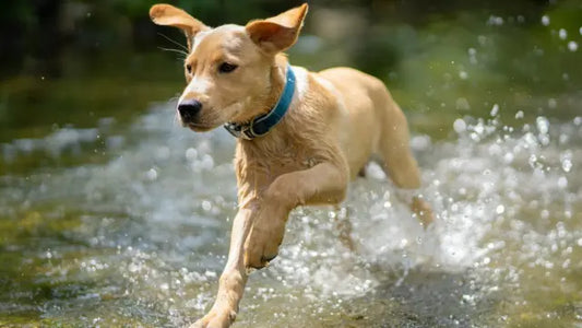 Pet flea treatments damaging river ecosystems. As featured on BBC Springwatch with Dr Sean McCormack