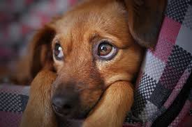 Tick and Flea Treatments