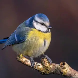 Songbirds being killed by pesticides found in flea treatments.