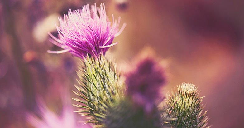 Milk Thistle, wonder herb!