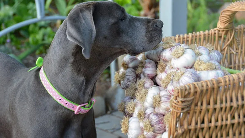 Can Dogs eat Garlic