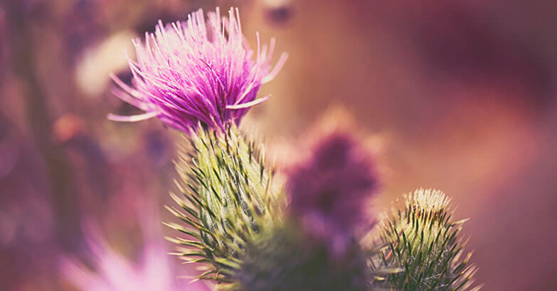 Milk Thistle, wonder herb!