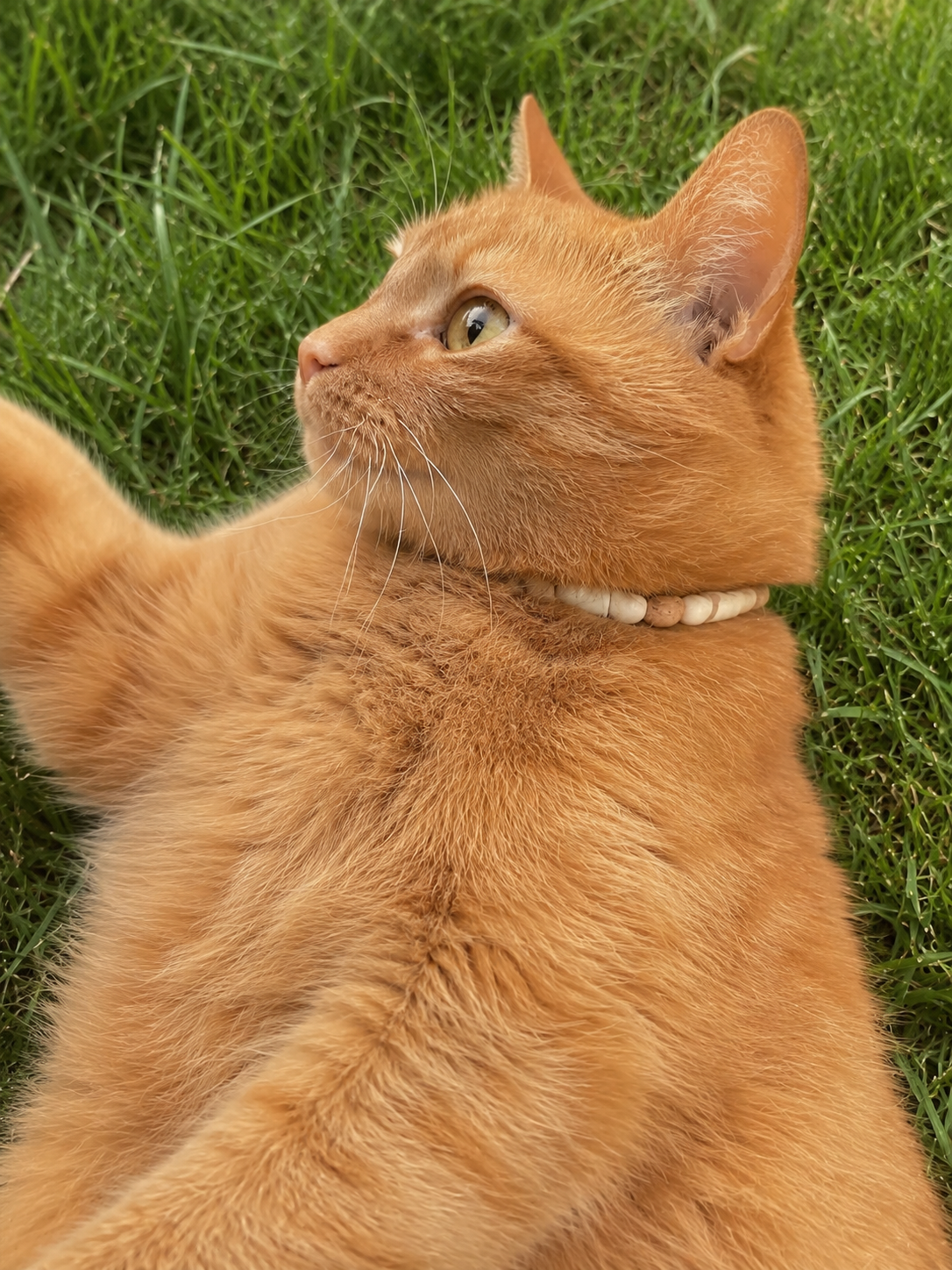 EM Cat Collar