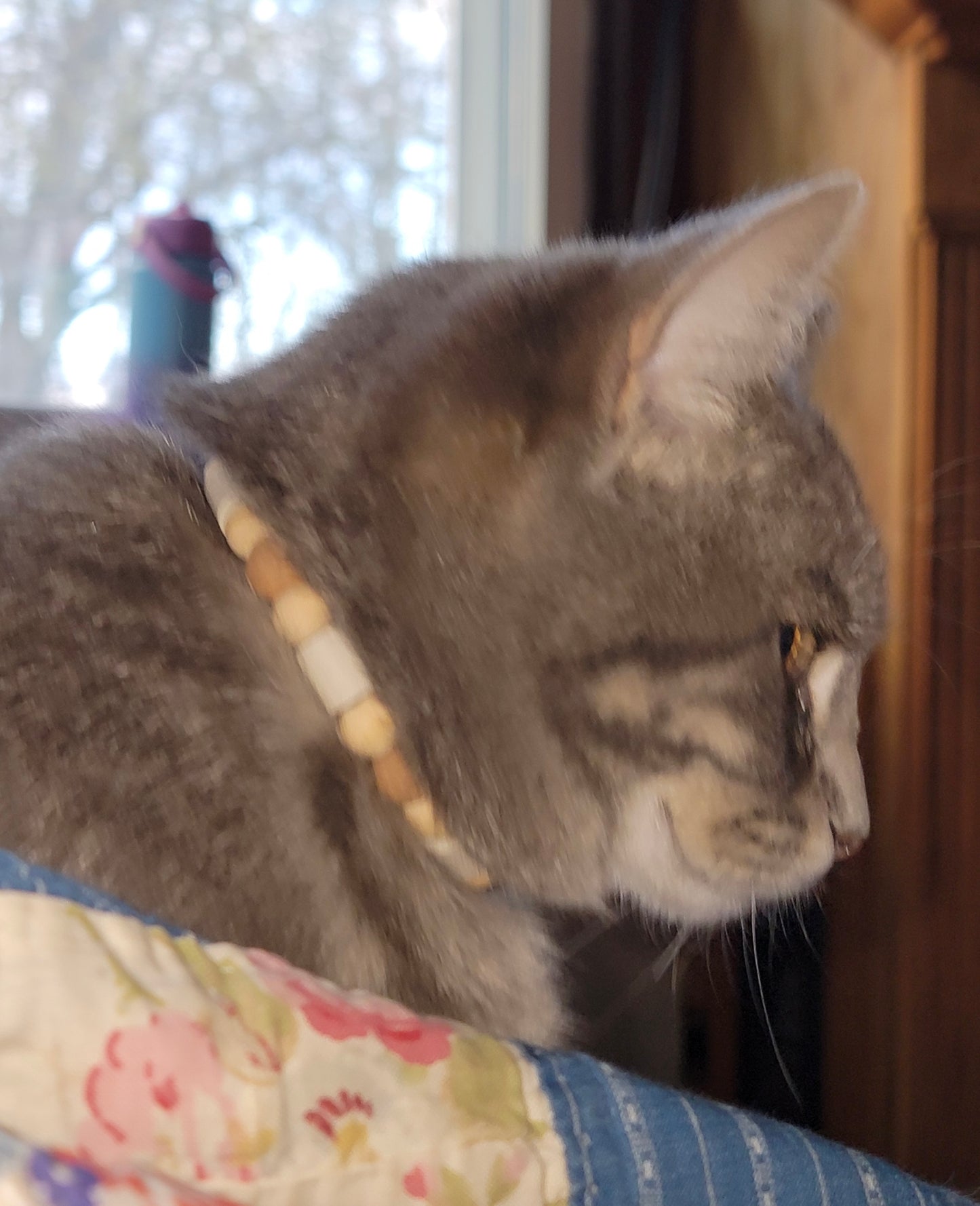 EM Cat Collar