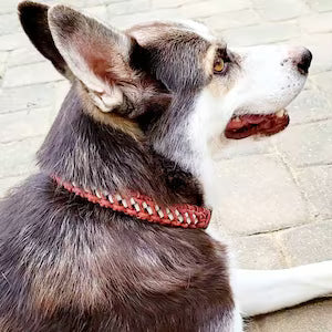 A close-up of a husky dog wearing a red braided collar, sitting on a light stone paver surface.