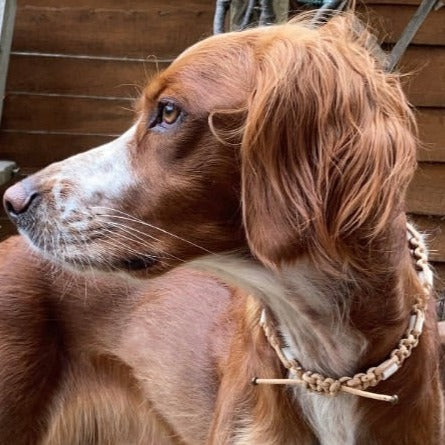 Thin Cork and EM bead anti-tick Dog collar.