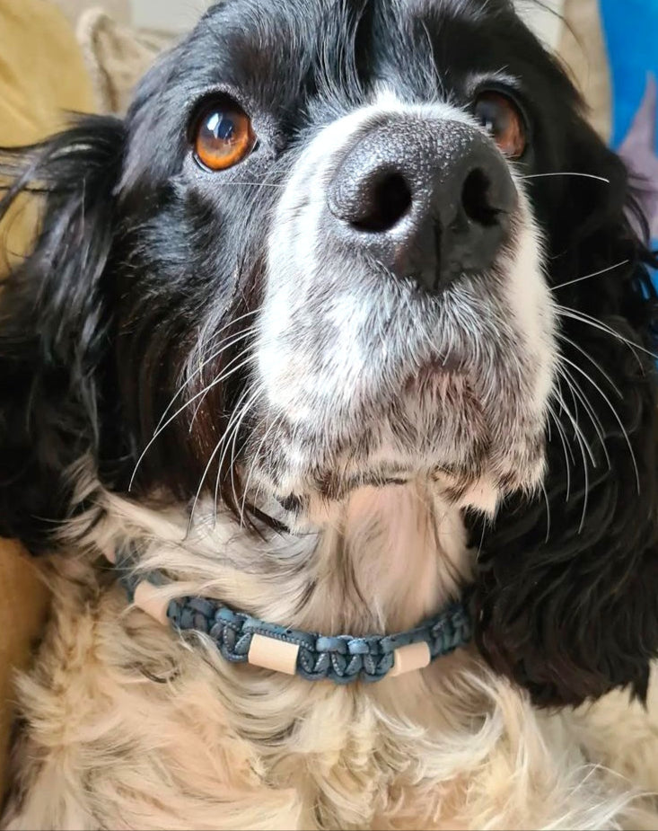 Thin Cork and EM bead anti-tick Dog collar.